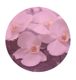 Orchidée royale
